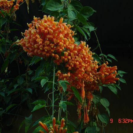 golden shower